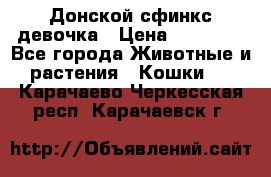 Донской сфинкс девочка › Цена ­ 15 000 - Все города Животные и растения » Кошки   . Карачаево-Черкесская респ.,Карачаевск г.